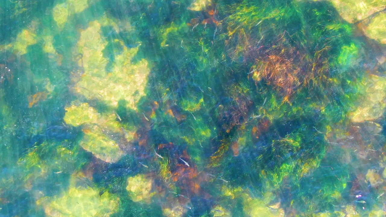 Aquatic plants and pale rocks seen through clear blue-green water.