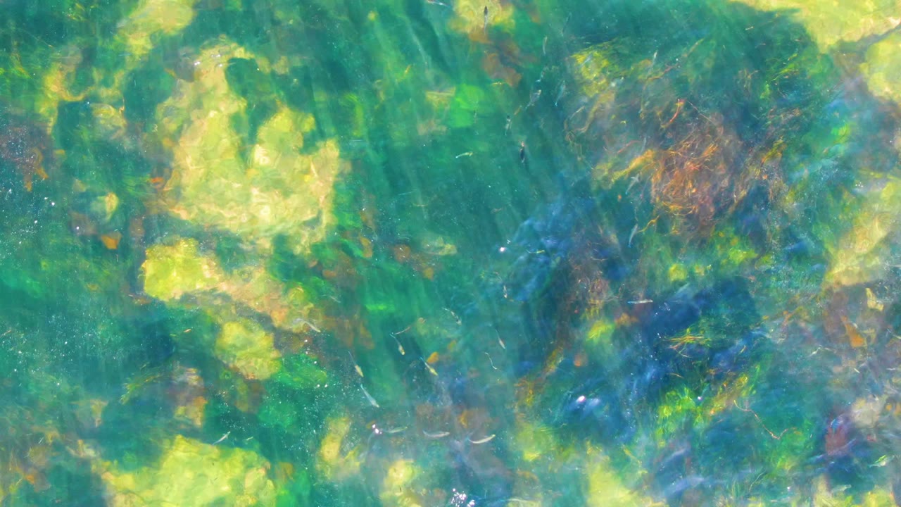 Underwater frame from La Bocana, Baja California Sur, showing green seaweed-like plants, darker brown patches, rippled sunlight, and no visible people.