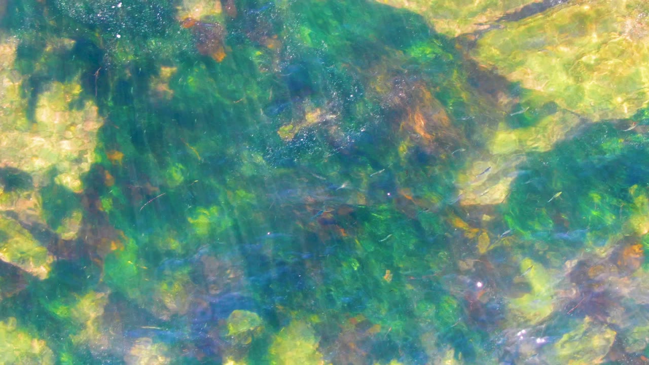 Sunlit ripples over green aquatic growth and pale rocks