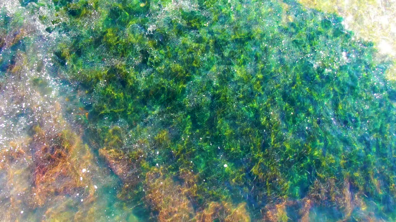 Dense green algae below rippled turquoise water