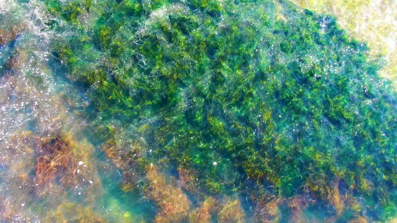 Green algae fills most of the La Bocana shallow water view while brown seaweed appears near the lower left, with shimmering highlights and no visible people.