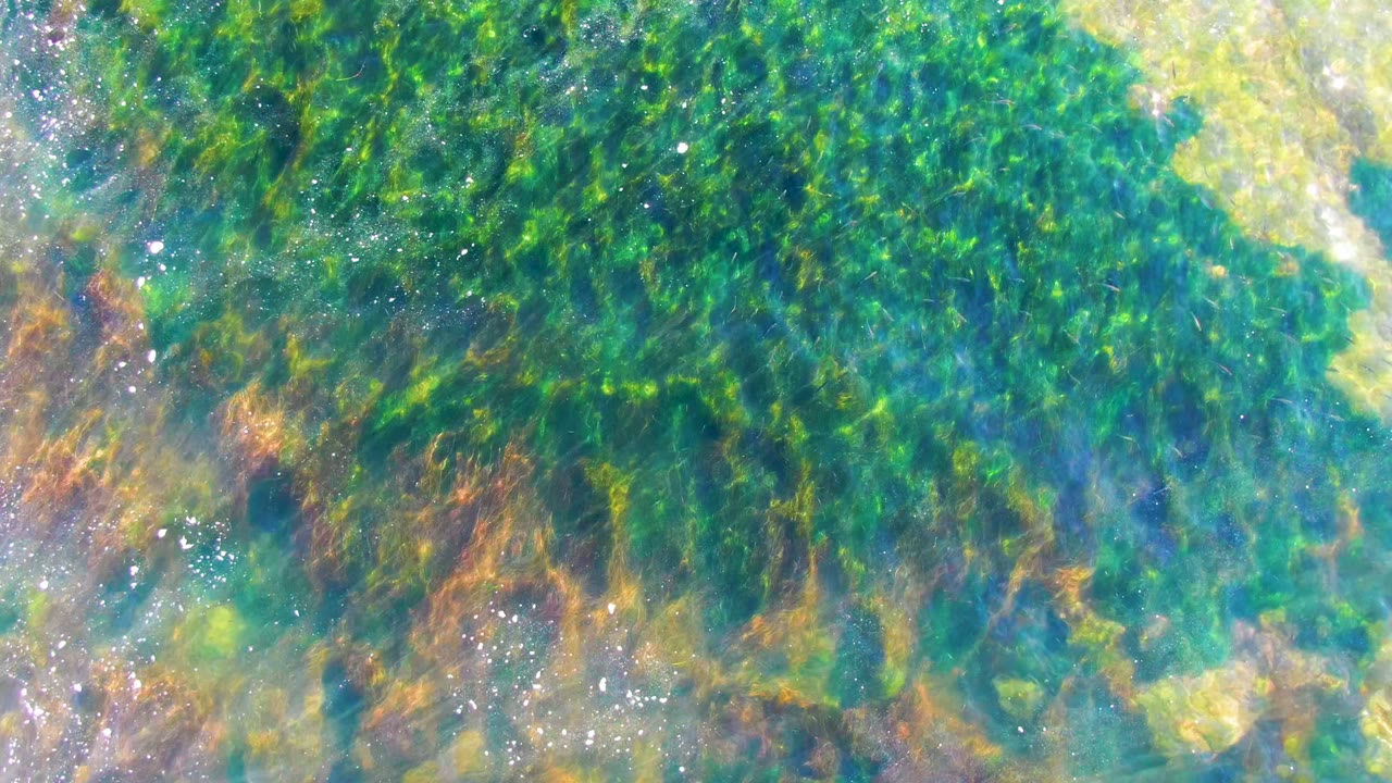 Top-down view of dense green seaweed in clear shallow water at La Bocana, Baja California Sur, with pale rocks and no visible people.