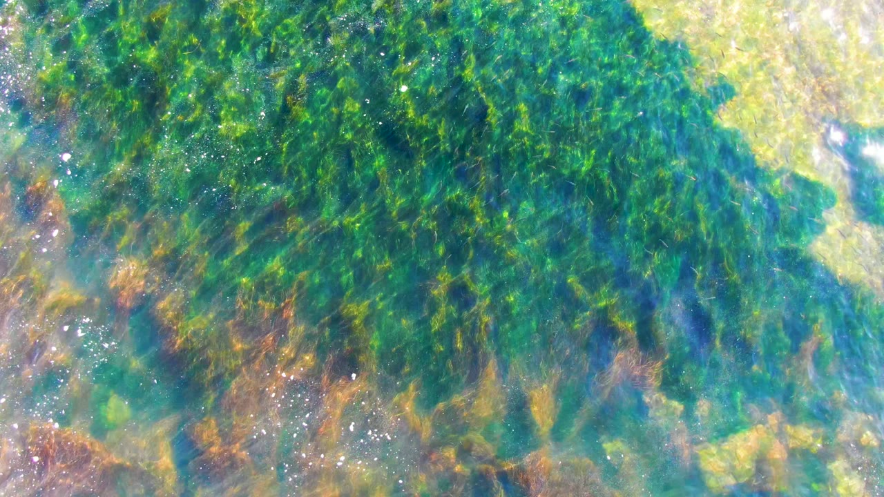 Green seaweed seen through rippled shallow water.