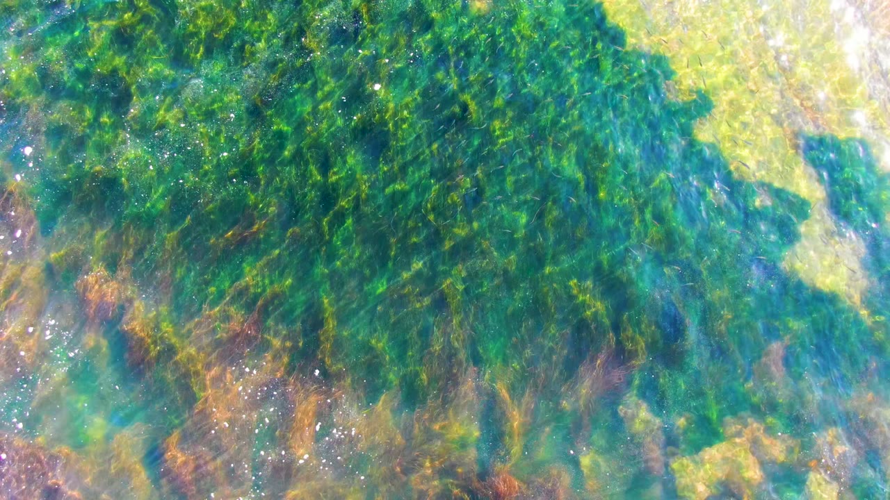 Dense green seaweed covers most of the frame while a brighter pale section of rocky seabed appears near the upper right in La Bocana, with no visible people.