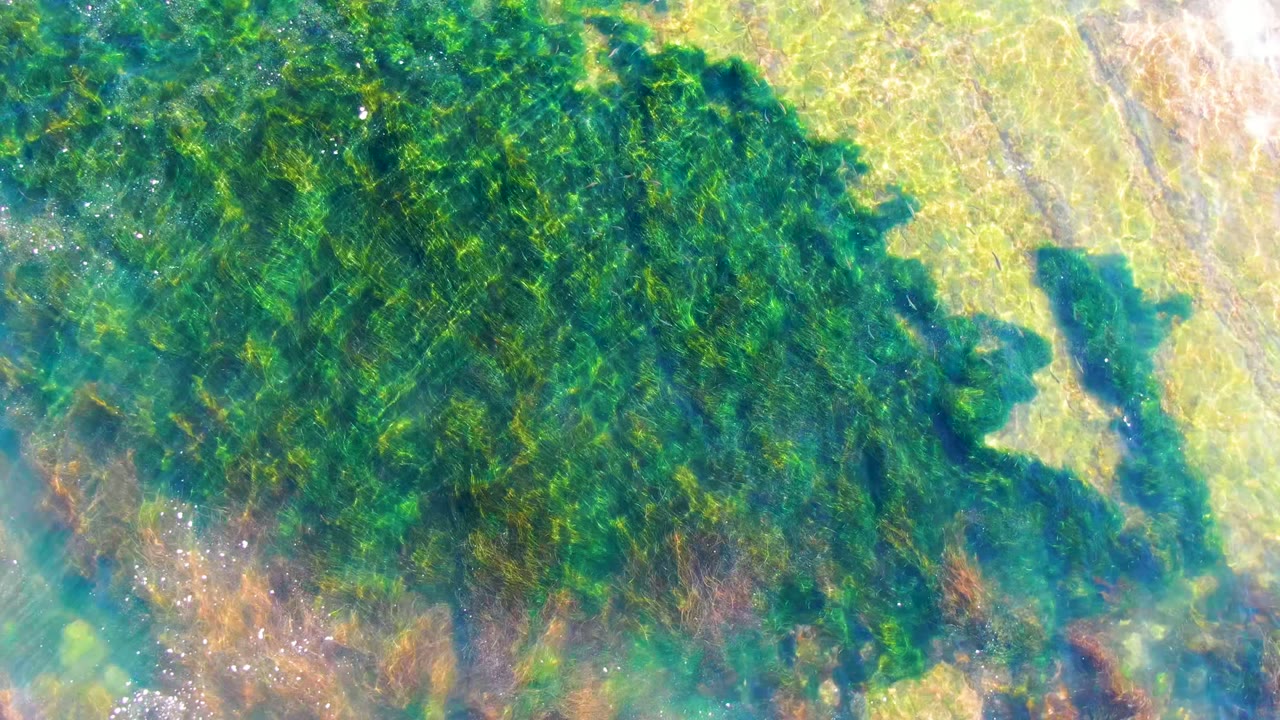 Green and brown seaweed fills clear shallow water in La Bocana, Baja California Sur, with pale sand-like bottom visible at the upper right and no visible people.