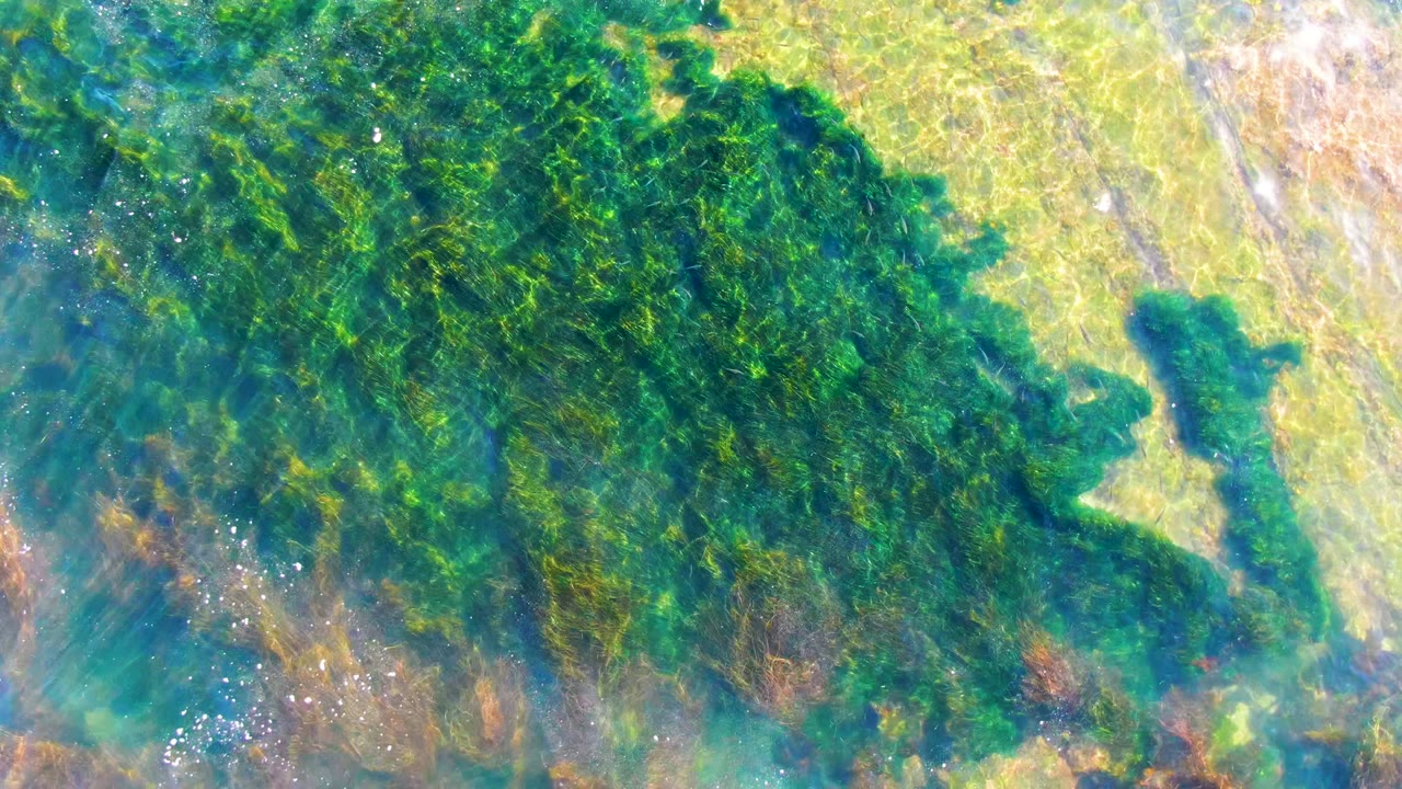Overhead view of dark green algae beside pale shallow ocean floor.