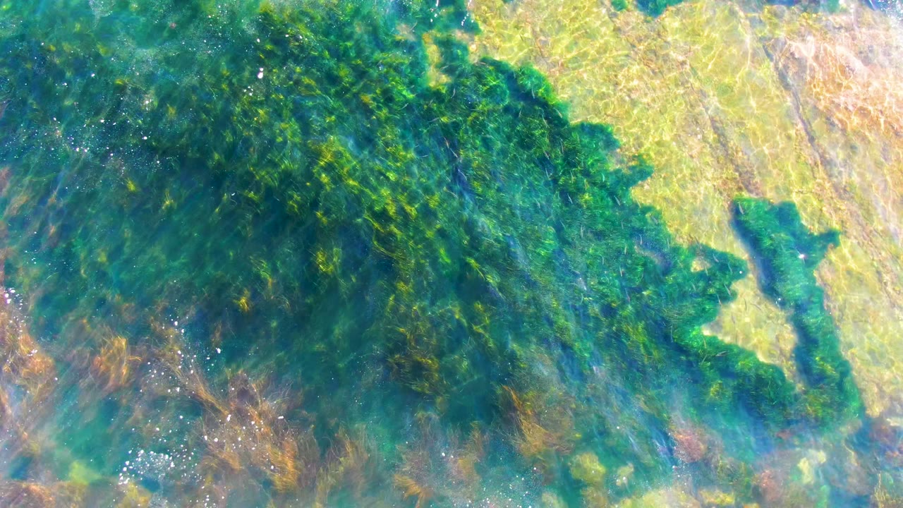 Submerged green seaweed spreads through turquoise shallow water in La Bocana, with brighter refracted light along the upper right edge and no visible people.