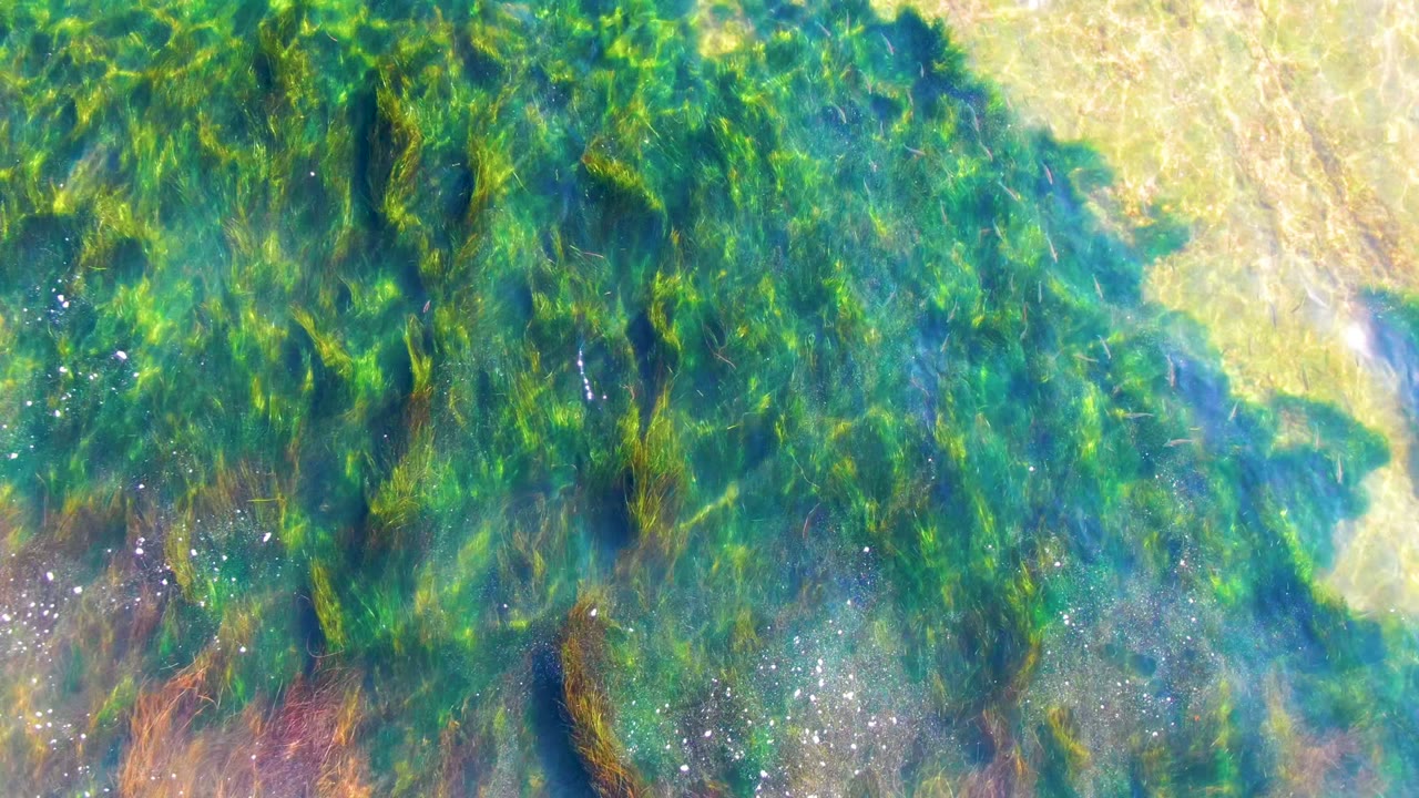 Green seagrass sways beneath clear shallow water in La Bocana, Baja California Sur, with pale seabed patches and no visible people.
