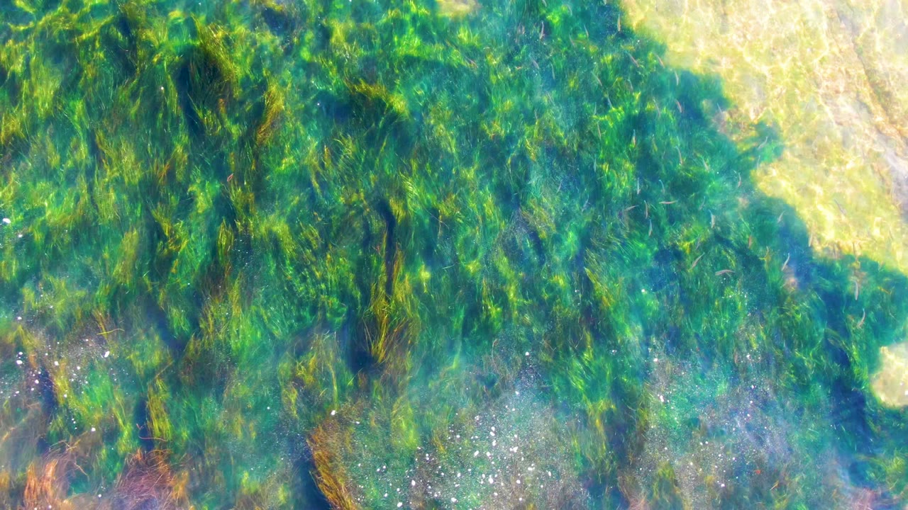 Dense seagrass and rippled clear water with light sand near the top.