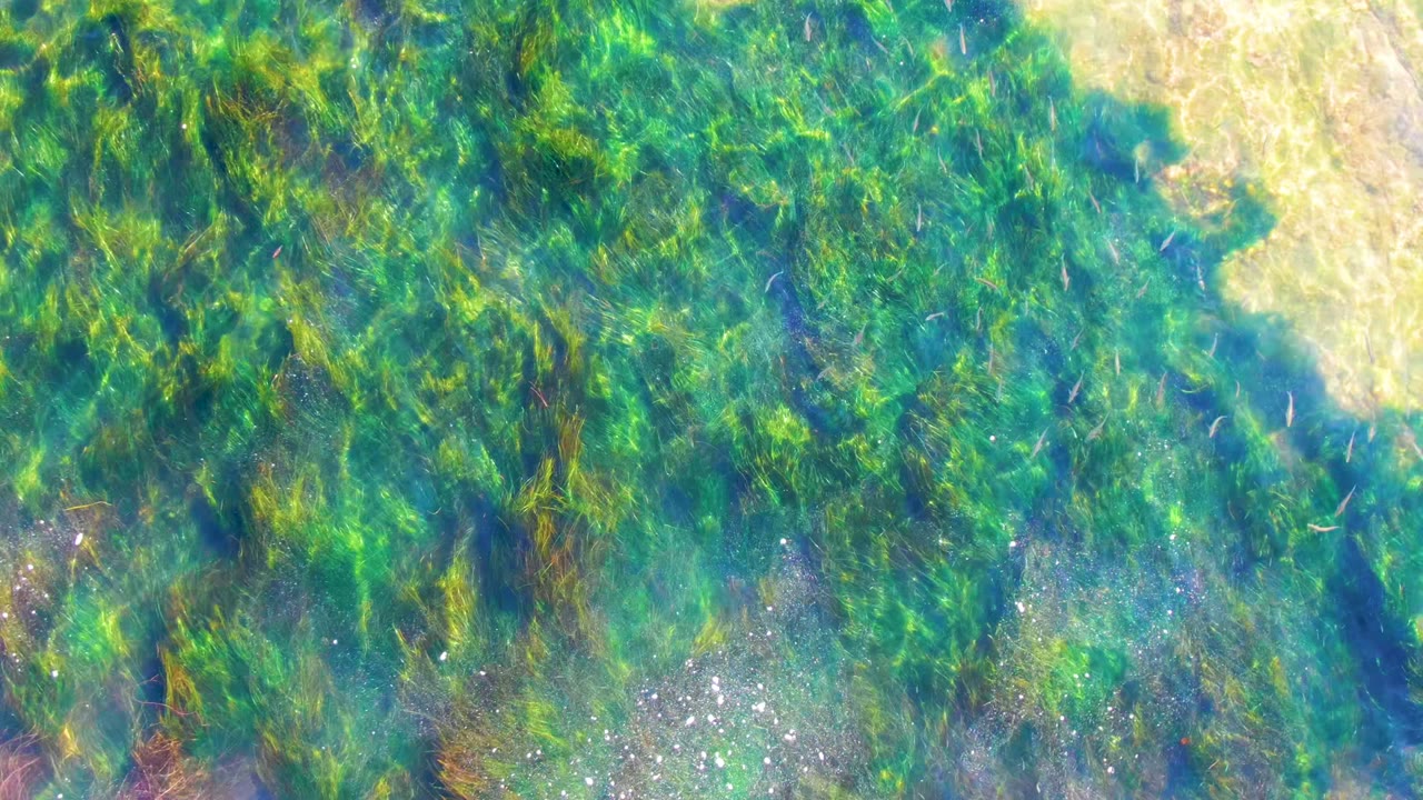 Green aquatic plants fill most of the overhead view in La Bocana, Baja California Sur, with a pale sand strip at the top and no visible people.