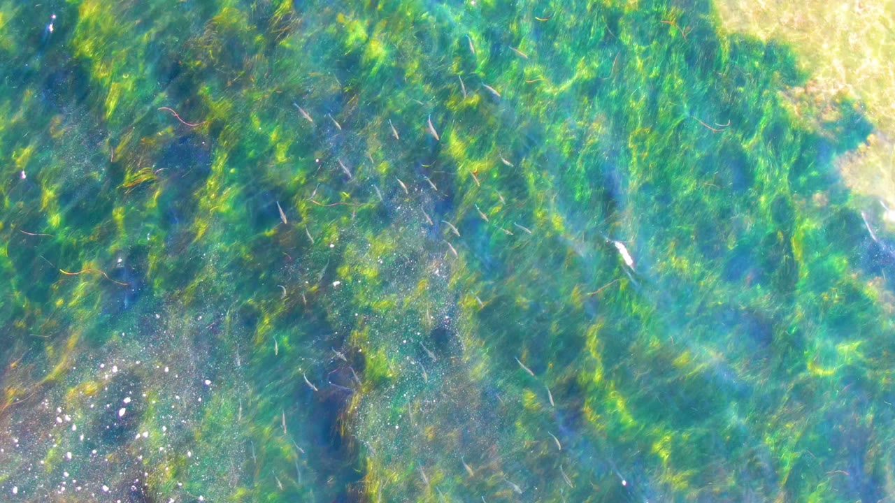 Overhead view of green seaweed beneath clear turquoise water in La Bocana, Baja California Sur, with bright surface sparkle and no visible people.