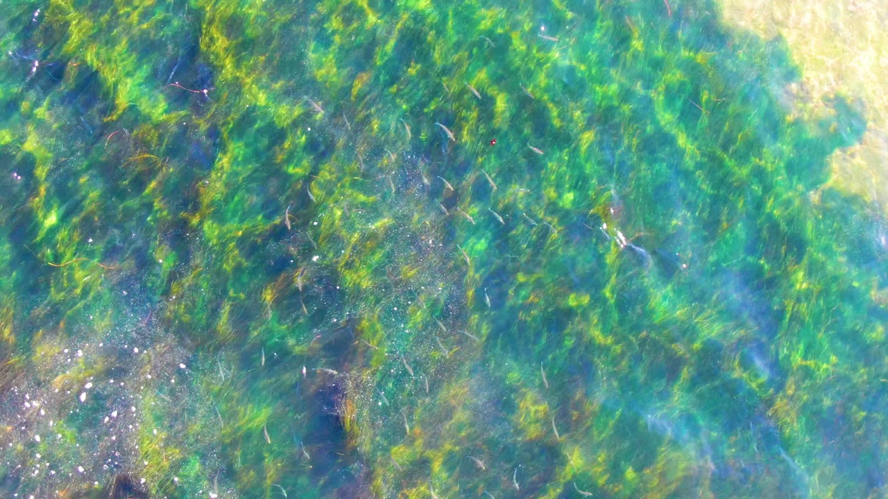 Seaweed strands visible through blue-green water.