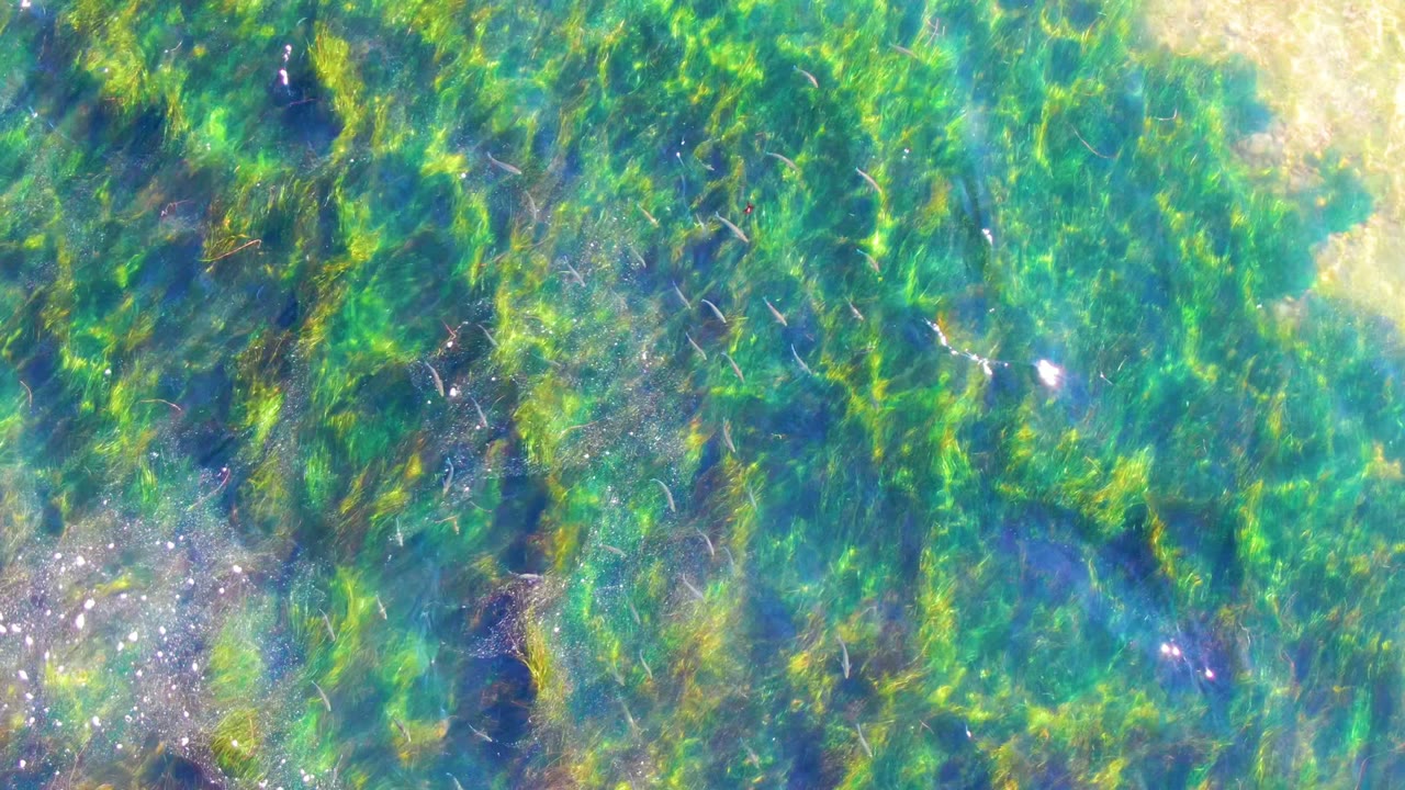 Dense green algae and seaweed sit below rippled clear water in La Bocana, Baja California Sur, with small bright highlights and no visible people.