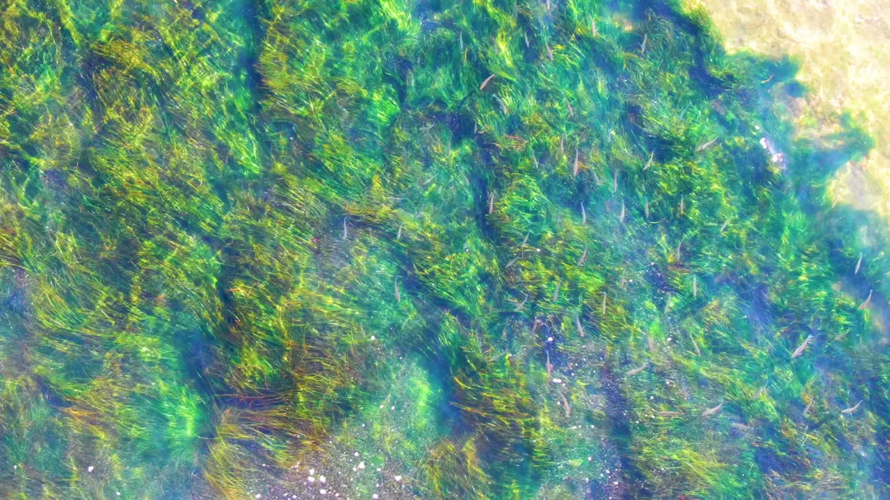 Top-down view of green seagrass and pale sandy bottom in shallow water at La Bocana, Baja California Sur, with no visible people.