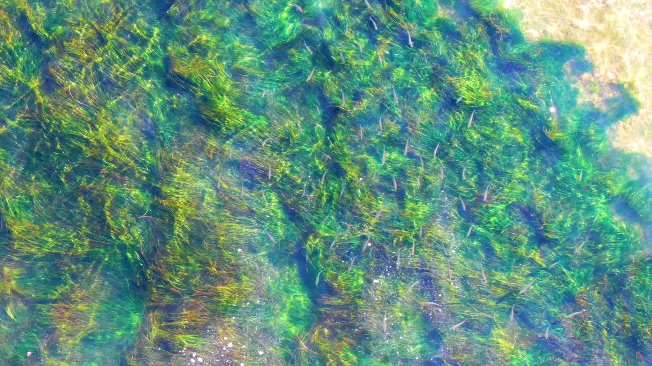 Dense green underwater vegetation fills the frame with light ripples and small sand openings.