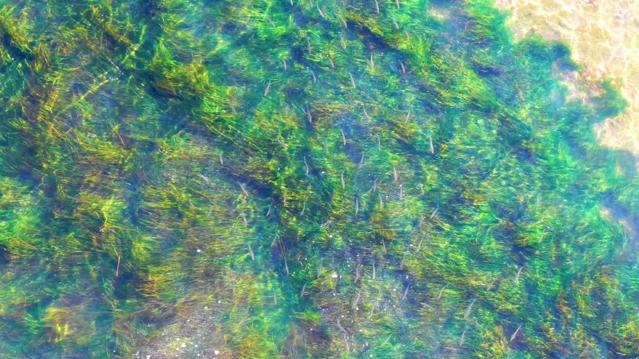 Green seagrass sits below rippled clear water in La Bocana, Baja California Sur, with a brighter sandy area along the upper frame and no visible people.