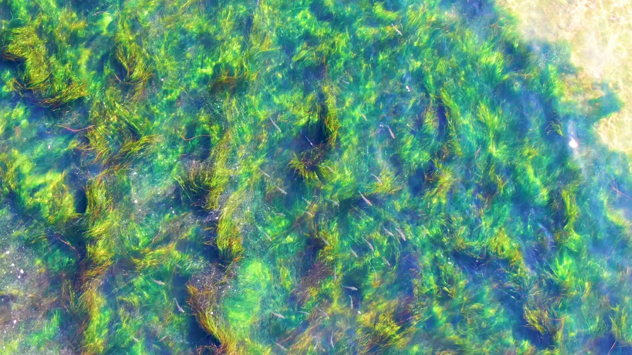 Clear shallow water in La Bocana, Baja California Sur shows dense green and yellow seagrass below sunlit surface ripples, with no visible people.