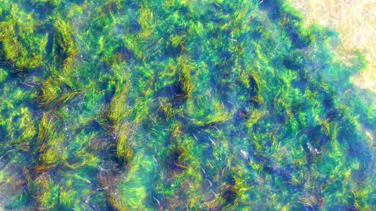 Seagrass and pale sand beneath rippled water