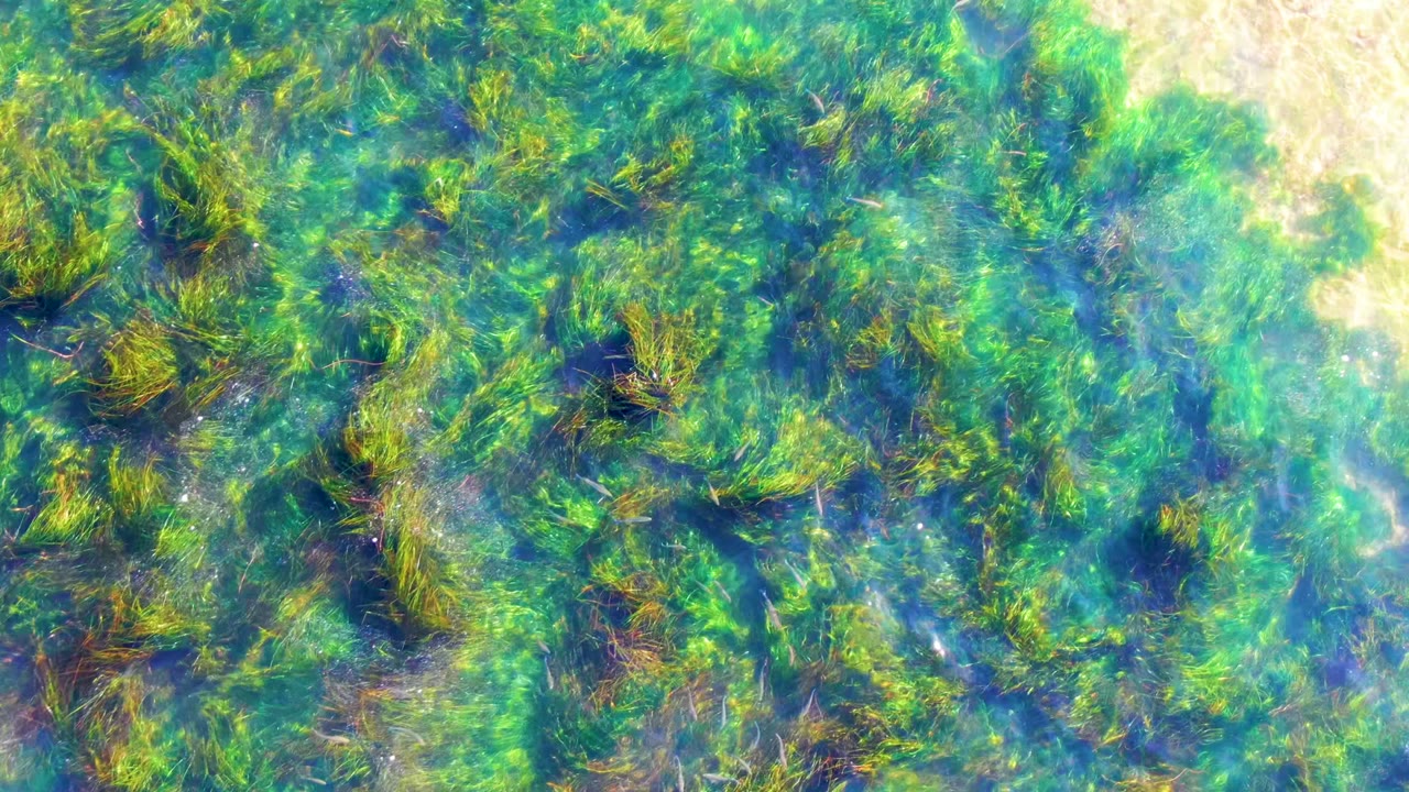 Blue-green shallow water over La Bocana seagrass shows darker plant clumps, bright green strands, and a pale sand edge in the upper right, with no visible people.