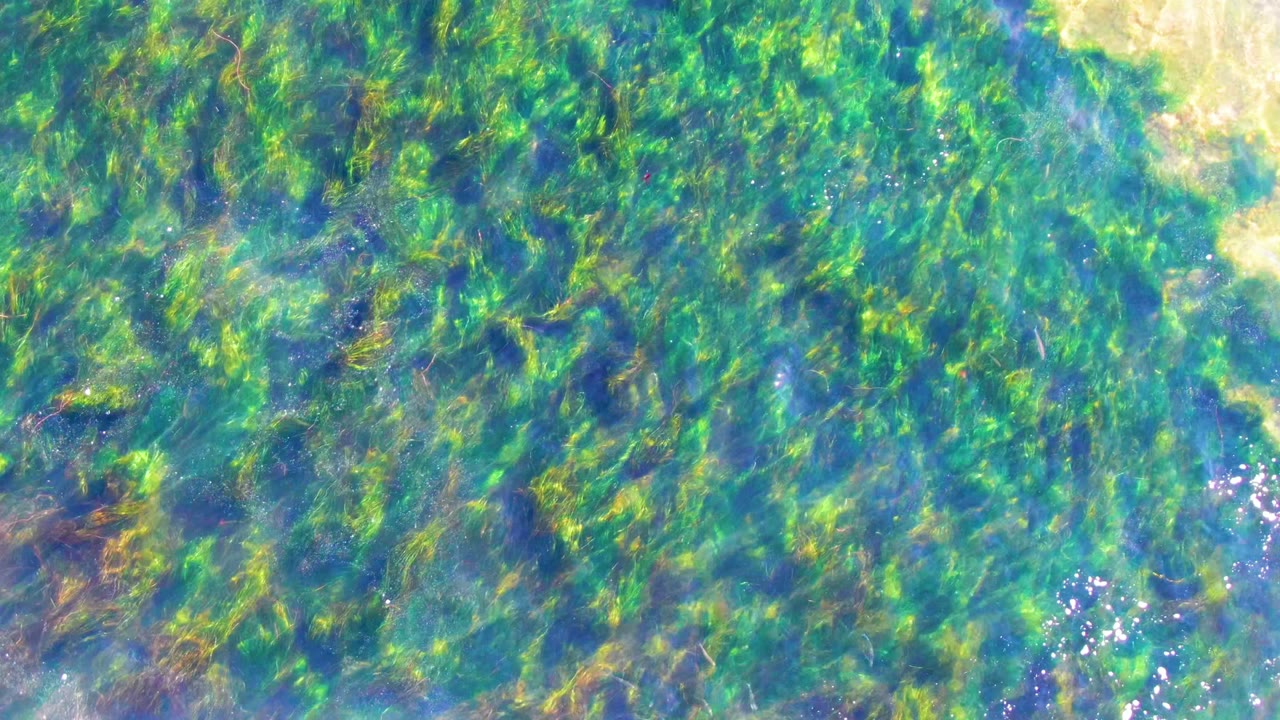 Clear blue-green shallow water in La Bocana, Baja California Sur, with green algae and seaweed filling the frame and no visible people.