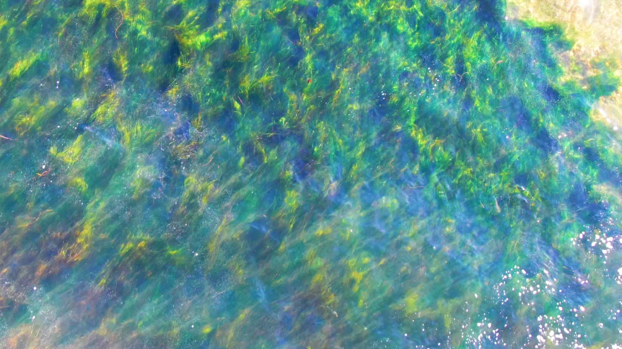 Green underwater vegetation with pale sand patches