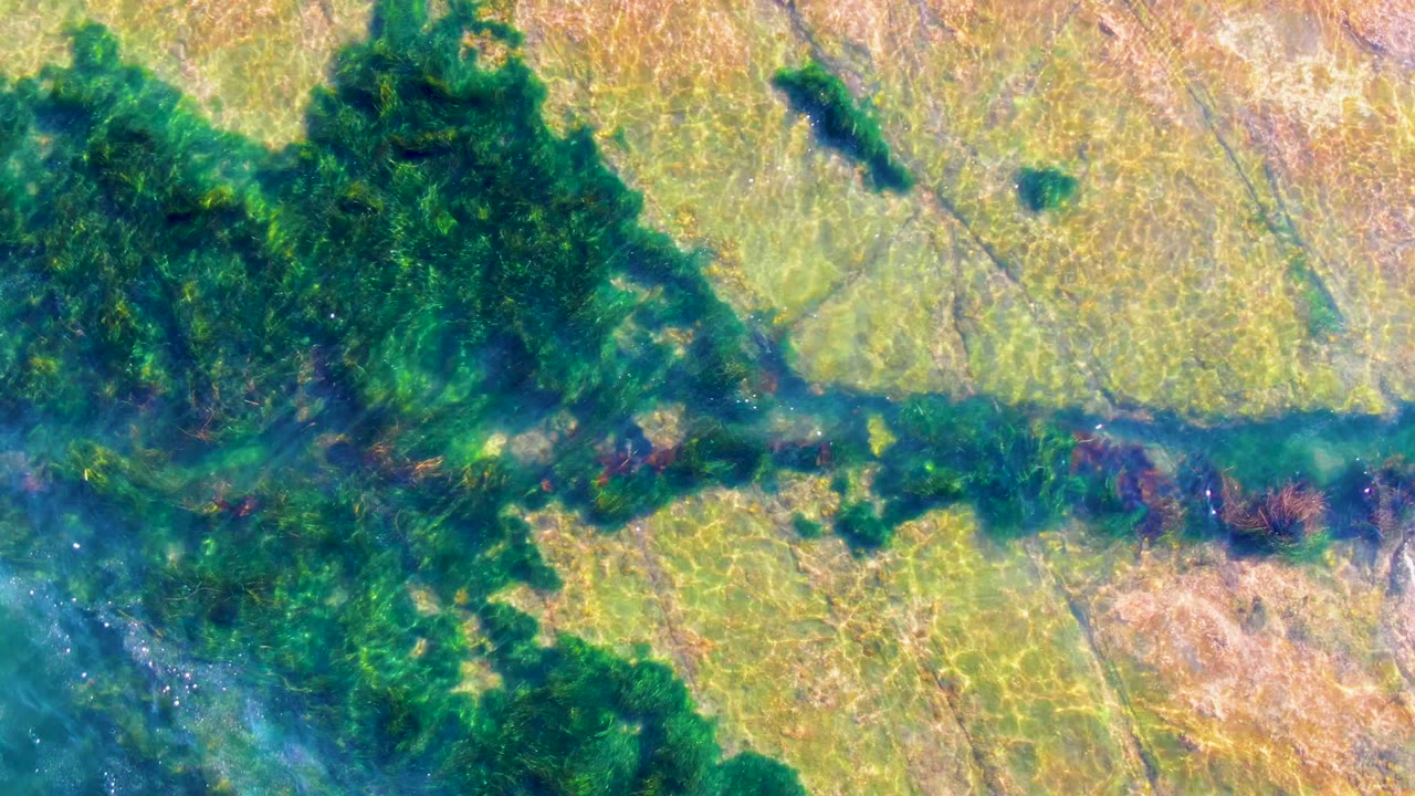 Top-down La Bocana frame showing a green water channel cutting through dark submerged plants and lighter bottom texture, with no visible people.