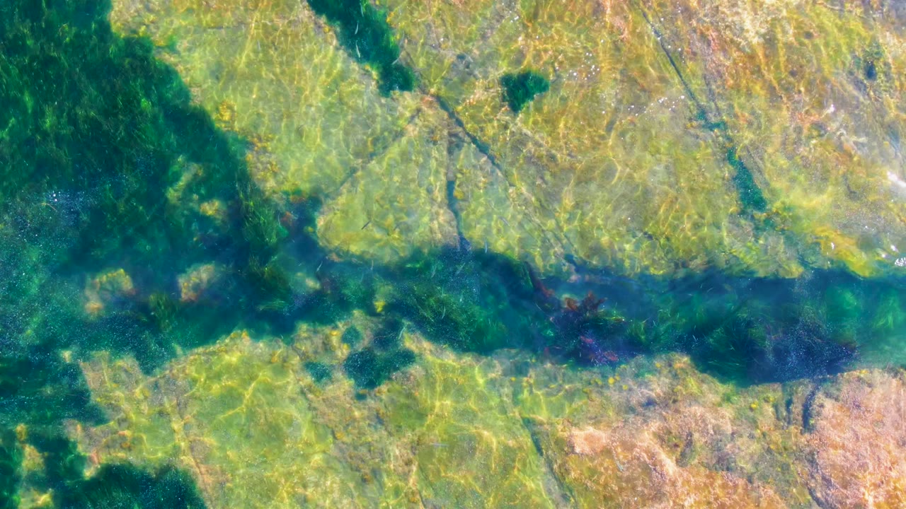 Overhead view of clear shallow water in La Bocana, Baja California Sur, with dark seaweed bands crossing a rocky green seabed and no visible people.