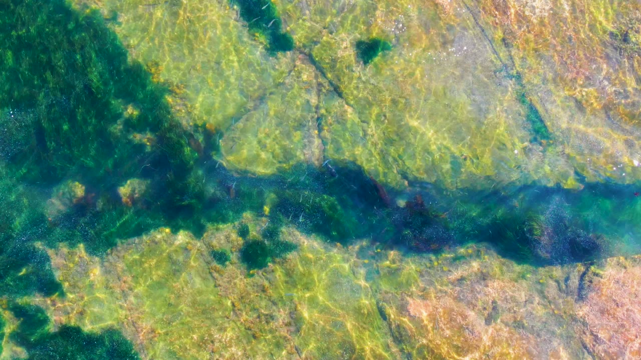 Green seabed under rippled shallow water