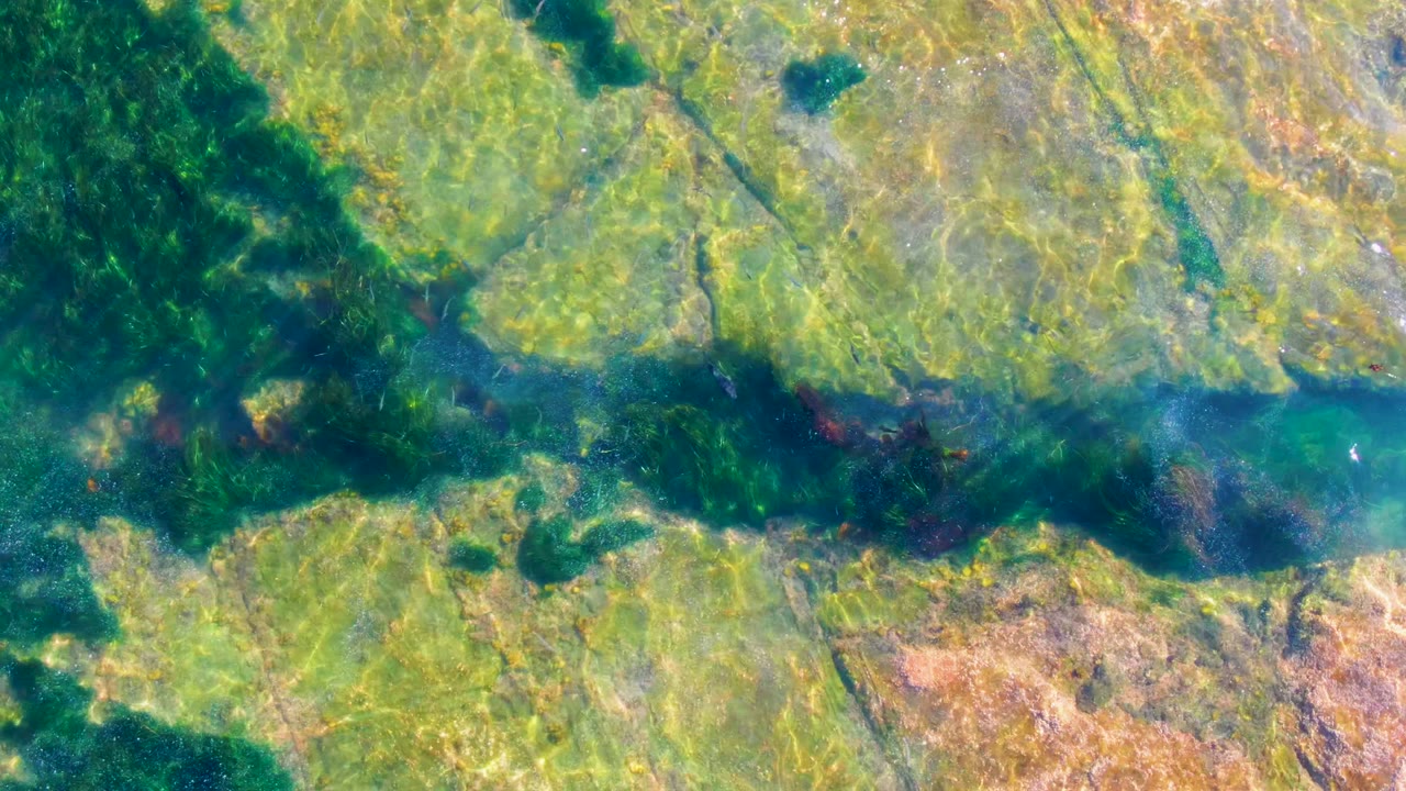 Overhead shallow water in La Bocana reveals dark green seaweed, pale rocky patches, fine marine vegetation, and no visible people.