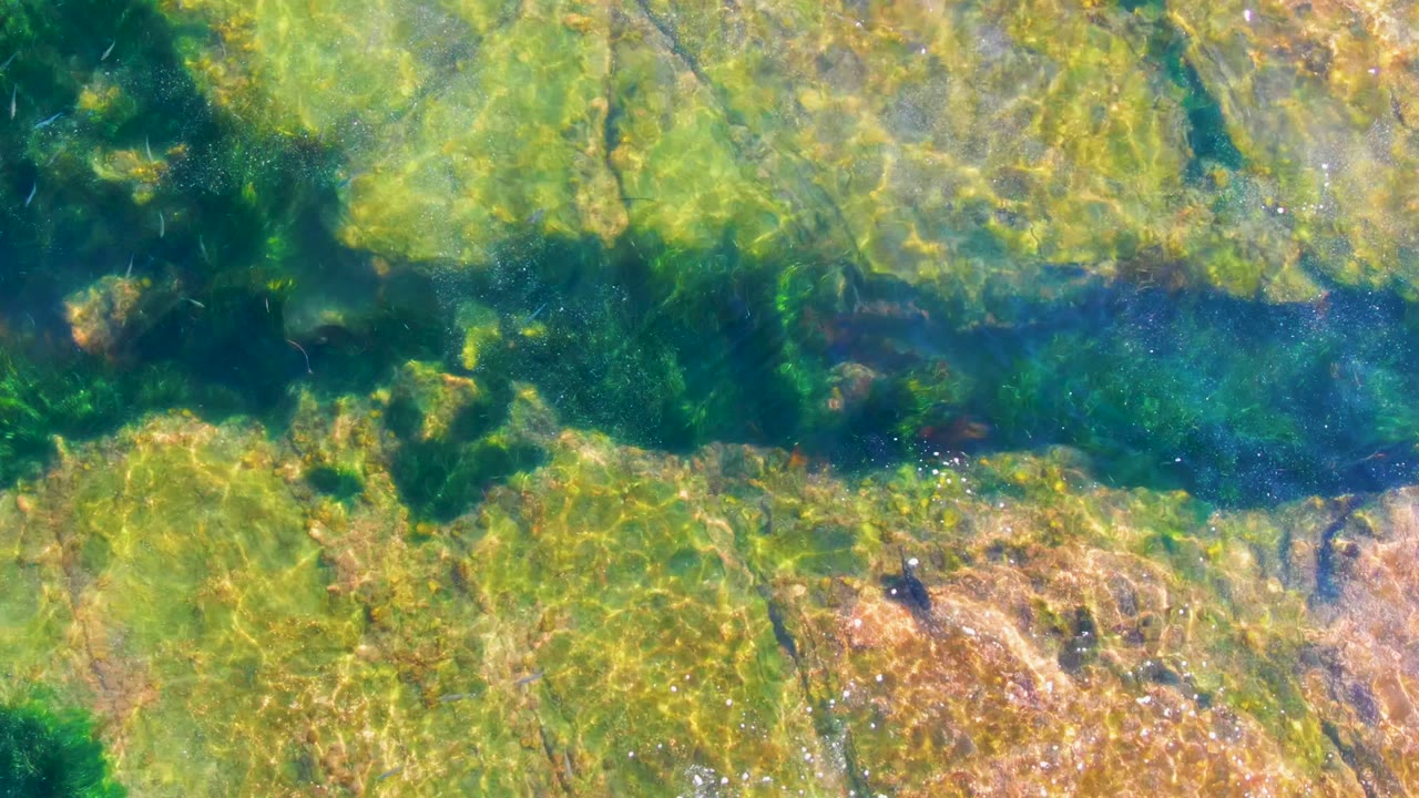 Overhead view of clear shallow water in La Bocana, Baja California Sur, with green algae-covered rocks, brown reef texture, a small fish near the left side, and no visible people.