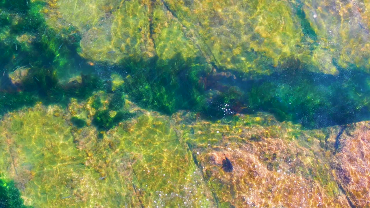 Fish swimming over a darker green band of shallow water and rocks.
