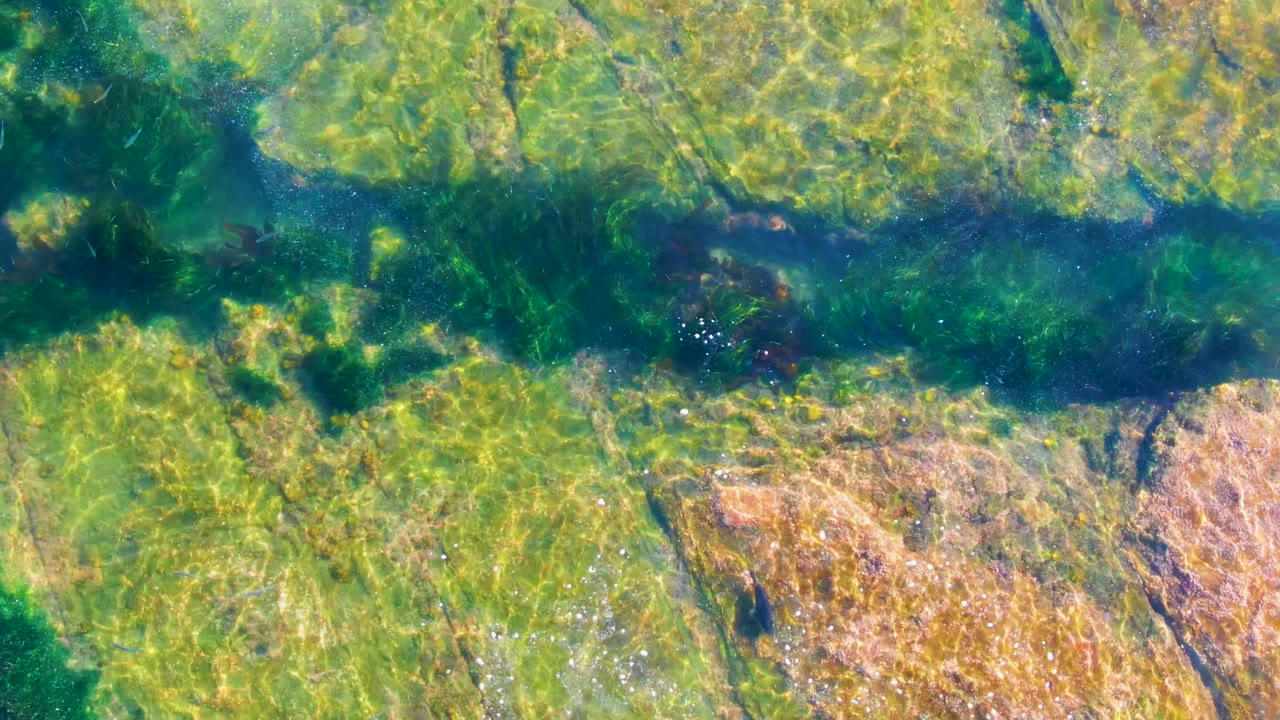 The fish is visible against clear green-blue water in La Bocana, with brown submerged rock patches and bright sunlight ripples across the shallow bottom, and no visible people.