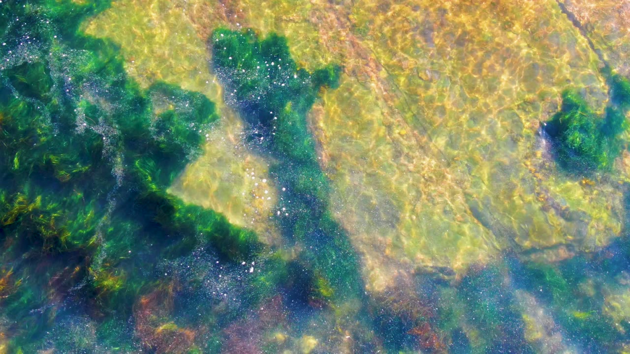 Underwater view in La Bocana, Baja California Sur, showing green algae patches and yellow-brown rock under rippled clear water, with no visible people.