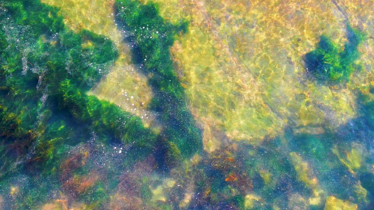 Algae-covered submerged rocks with shimmering water light
