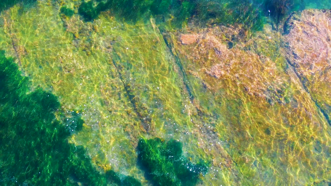 Overhead view of green water, submerged rock, and scattered dark seaweed.