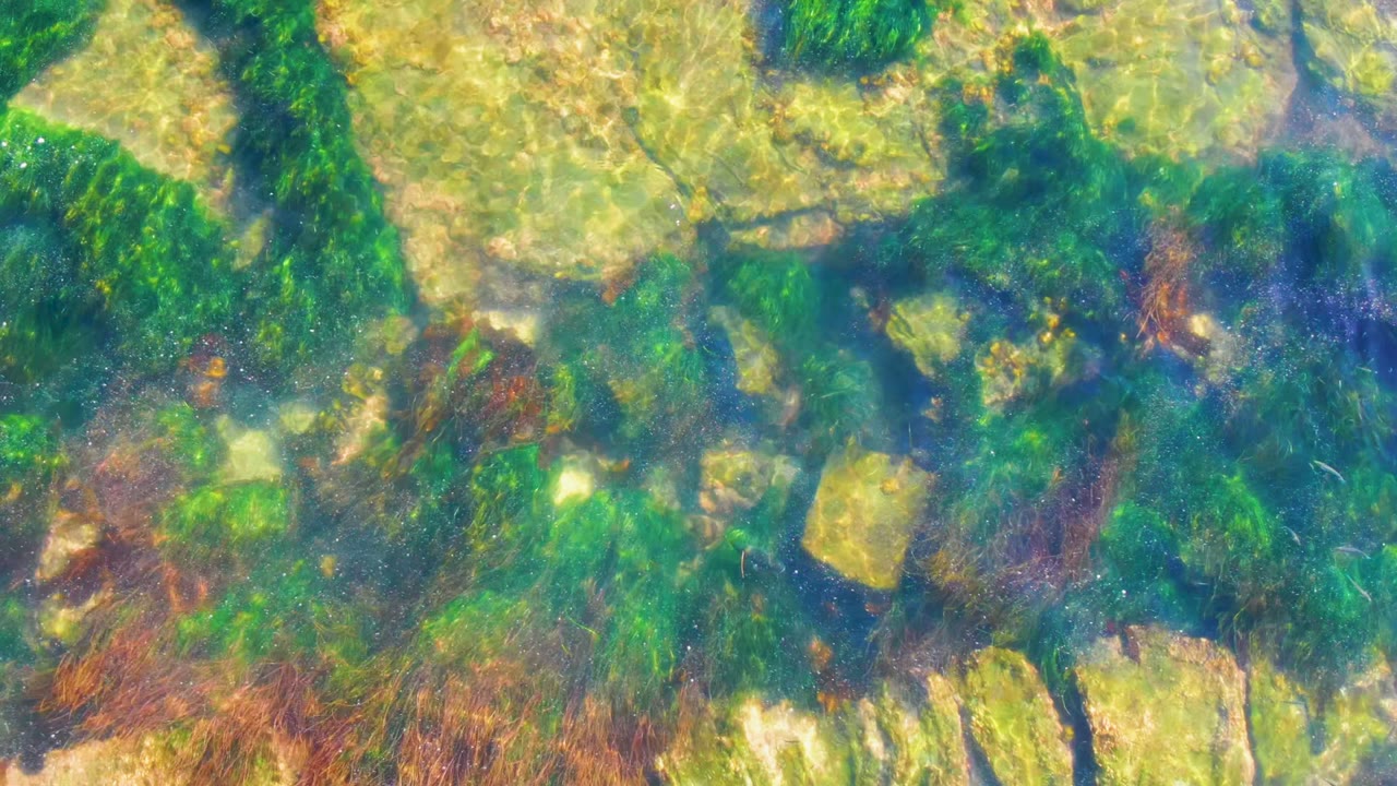 Clear water at La Bocana, Baja California Sur reveals algae-covered rocks with green and brown vegetation and no visible people.