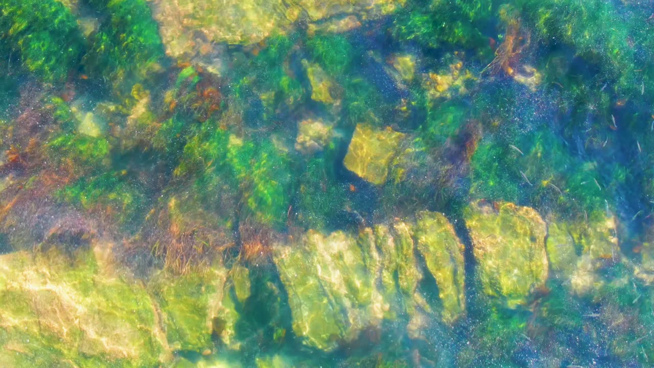 A shallow underwater view at La Bocana shows a row of pale rocks bordered by green algae and darker brown vegetation, with no visible people.