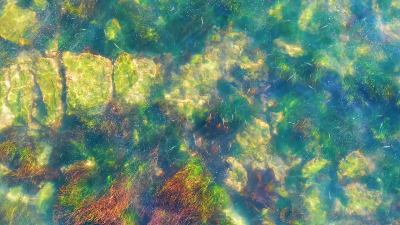 Top-down underwater view in La Bocana, Mexico, showing pale rocks, green algae, brown seaweed, and blue-green water with no visible people.