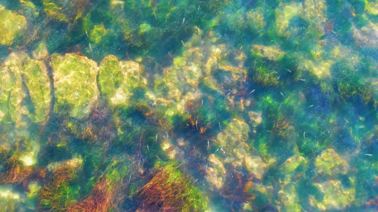 Rippled clear water over algae-covered seabed rocks