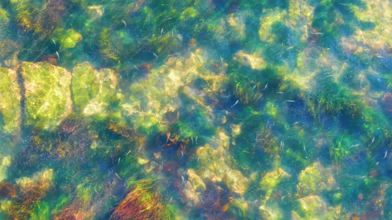 A shallow La Bocana underwater frame shows pale rock blocks, soft green algae patches, and darker seaweed under blue-green ripples, with no visible people.