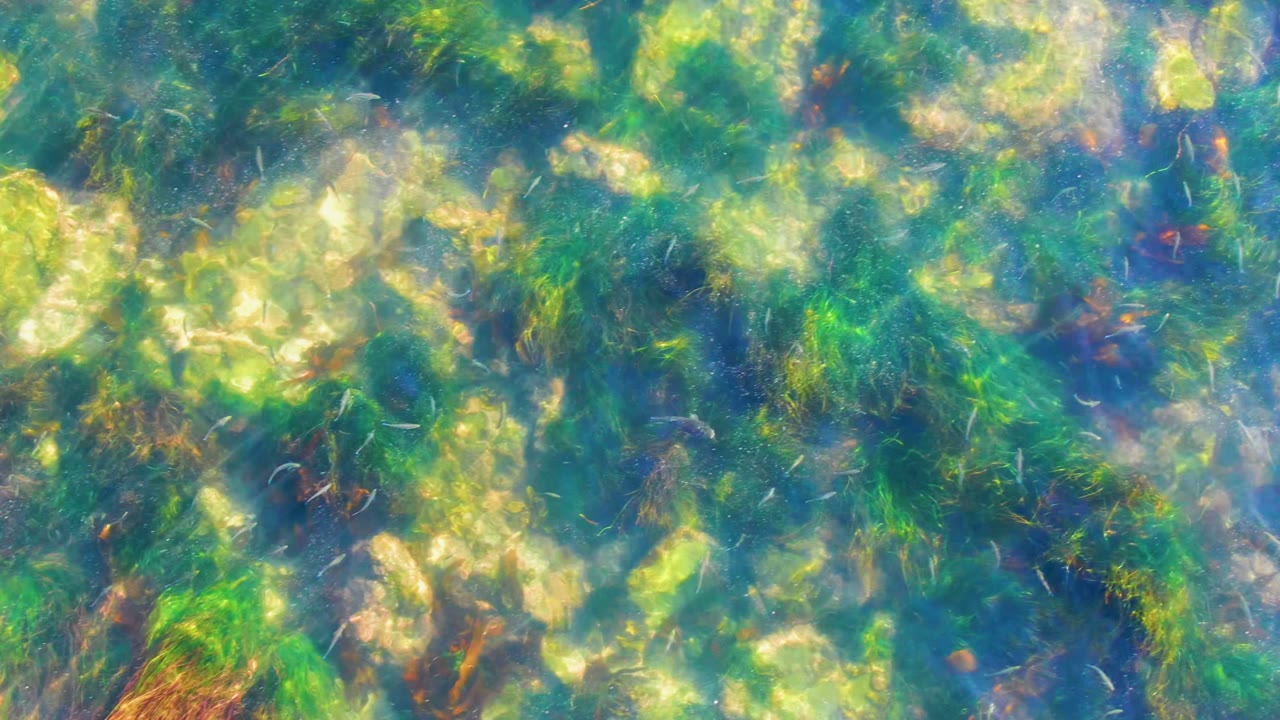 Clear shallow water in La Bocana, Baja California Sur shows green seagrass, pale rocks, and brown seaweed strands under rippled sunlight, with no visible people.