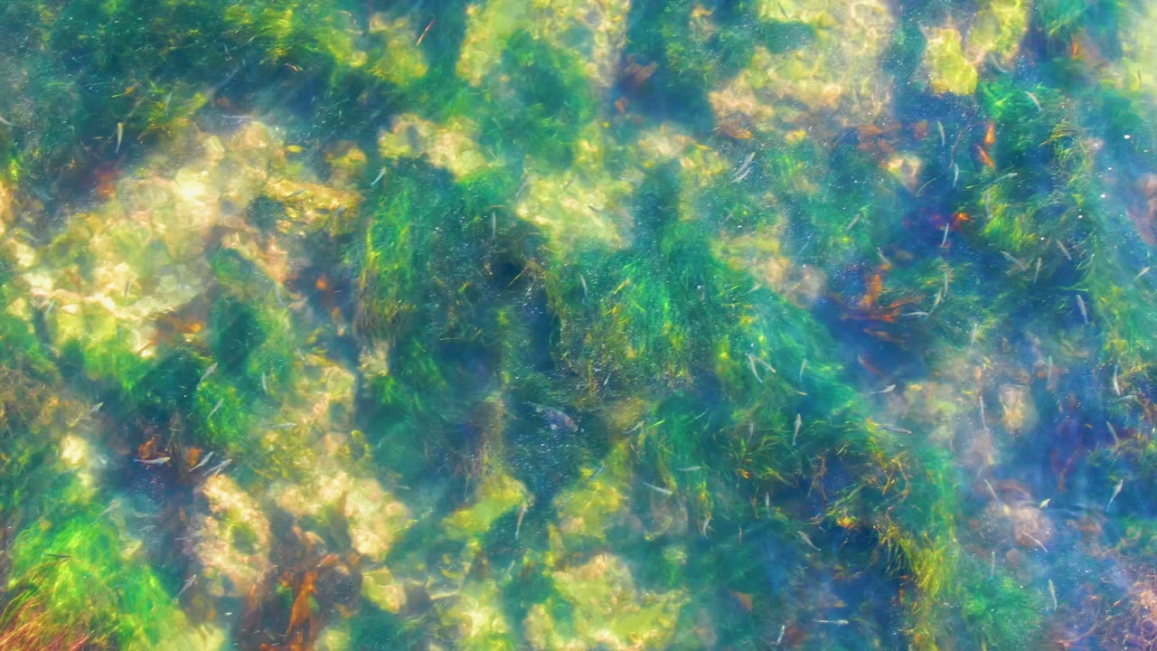 Sunlit green seagrass and rocks beneath blue-green water