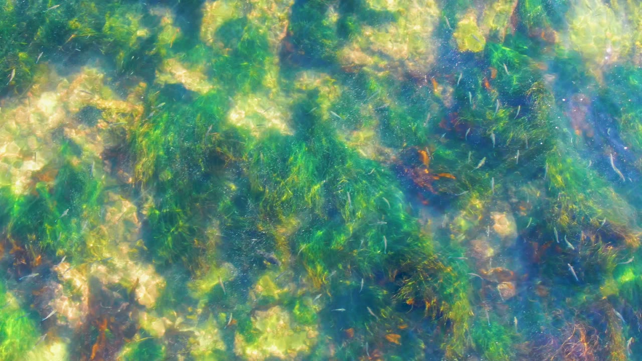 The La Bocana underwater frame shows scattered pale rocks among green aquatic plants and faint brown strands visible through clear moving water, with no visible people.