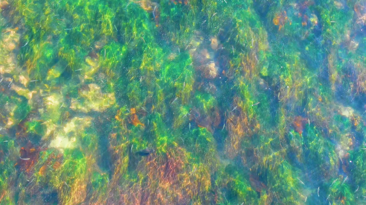 Clear shallow water in La Bocana, Baja California Sur shows green algae, brown seaweed strands, and pale rocks on the ocean floor, with no visible people.