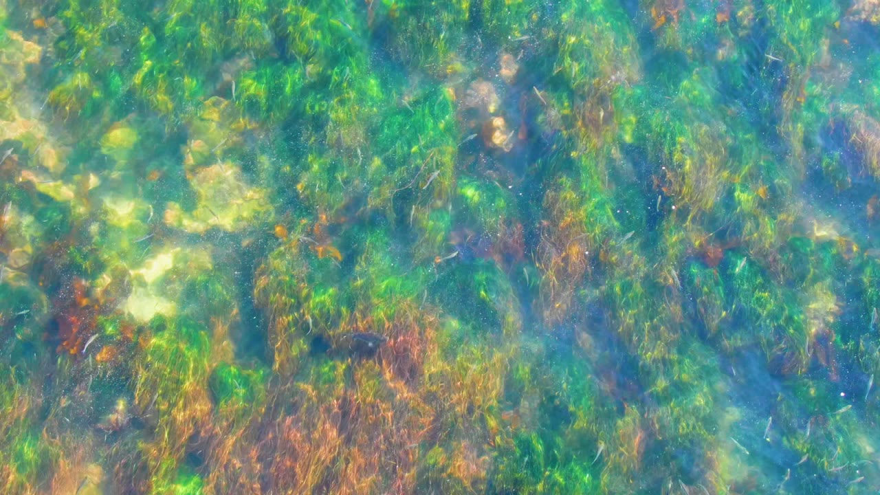 Underwater vegetation and rocks seen through blue-green clear water.