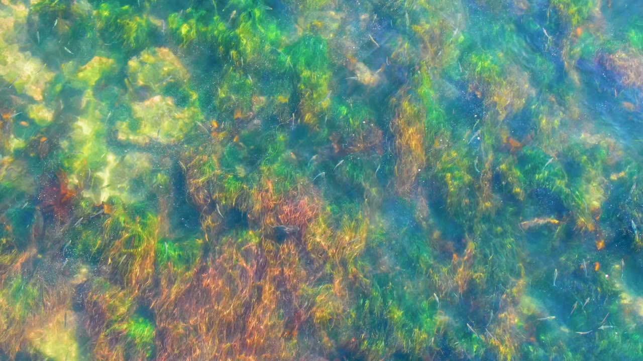 Dense green algae and reddish-brown seaweed cover much of the shallow seabed in La Bocana, with small light rocks visible below the clear water and no visible people.
