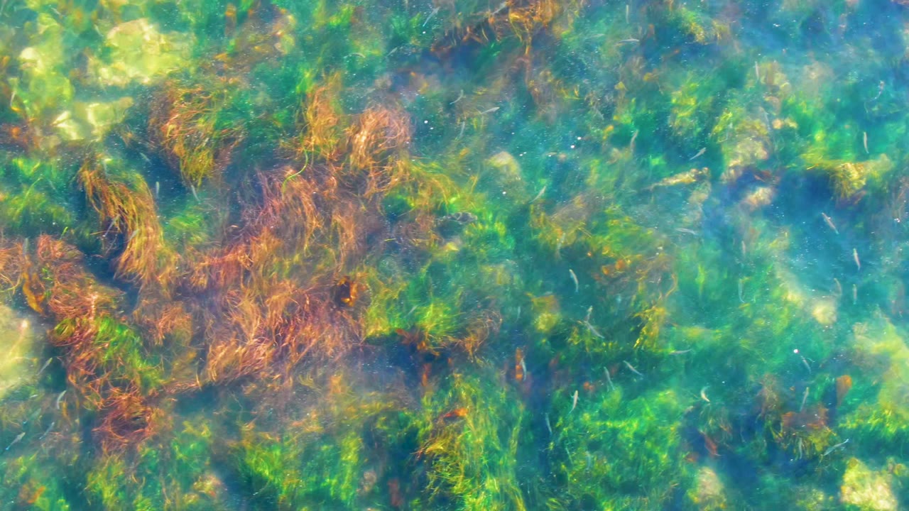 Green algae and brown seaweed patches sit below clear shallow water in La Bocana, Baja California Sur, with no visible people.