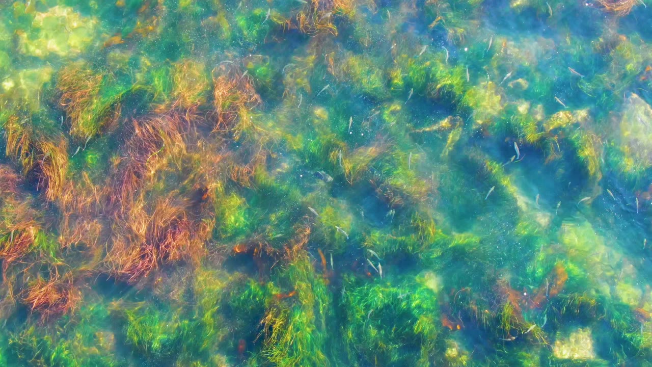 Refracted light passes over mixed green algae and reddish brown seaweed in shallow La Bocana water, with no visible people.