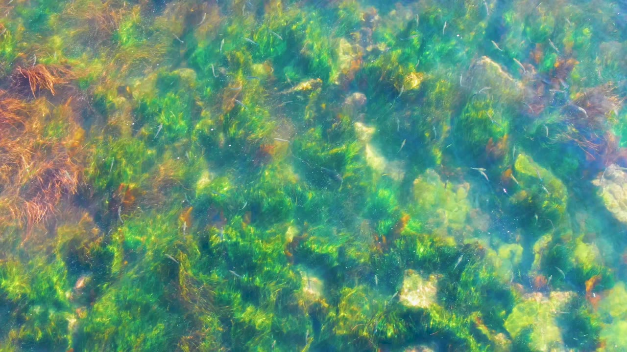Clear shallow water in La Bocana, Baja California Sur shows green seagrass, brown algae, pale rocks, and no visible people at the start of the clip.