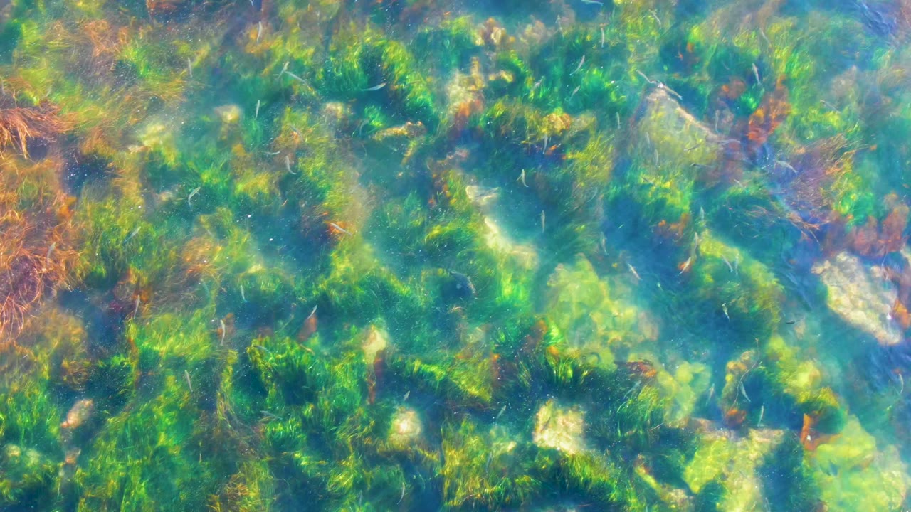 Sunlit seagrass and algae under clear blue-green water.